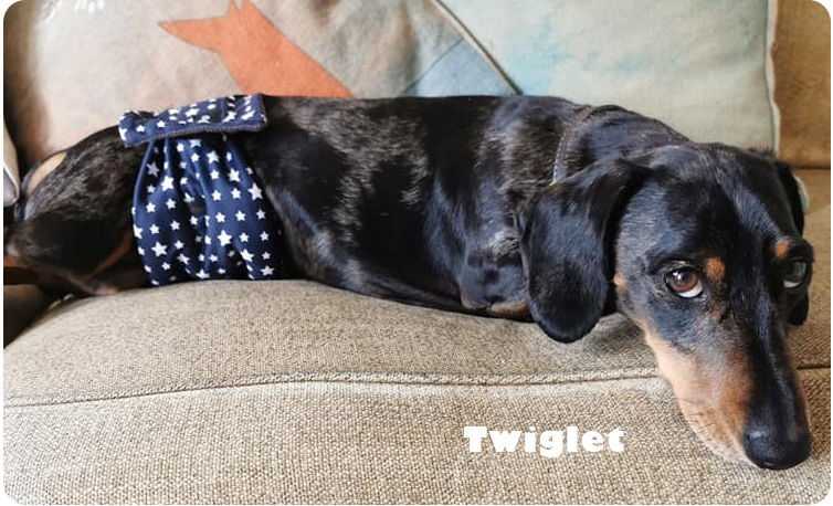 twiglet in pants