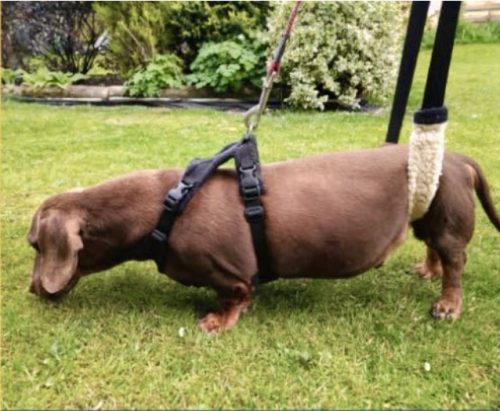 Support Sling