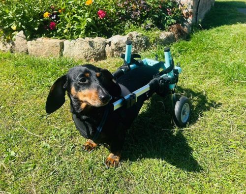 Wheelchair